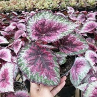 tanaman hias-pohon begonia rex pink-begonia rex pink