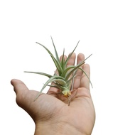 ☘️ Air plant - Tillandsia Ixoides Blue Albino [S00099]