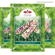 Repack benih jagung Jutawan F1 50butir