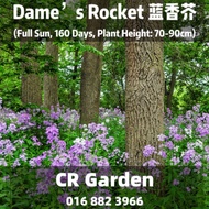 Dame’s Rocket 15 Seeds 蓝香芥15粒(Full Sun, 160 Days, Plant Height: 70-90cm)