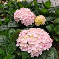 MM[flower live plant] hydrangea plant/Baby Plant/bunga tiga bulan Siti Zubaidah potted plant 绣球花