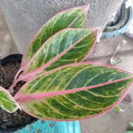 Aglaonema Lipstick Varieties