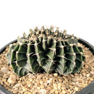 肋骨牡丹綴化！