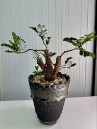 沙漠蘇木