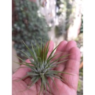 Airplant - T. Fuego (s)