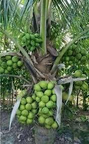 ต้นมะพร้าว น้ำหอม พันธุ์เตี้ย thai coconut สวนเขาหมาก น้ำหวาน เนื้อหนา ผลใหญ่ ติดลูกเร็ว พร้อมปลูก รับประกันสินค้า