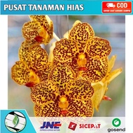 Anggrek Dendrobium Seedling / angrek / Bunga Anggrek hidup/ Tanaman Hidup / Bunga Hidup Murah Hiasan