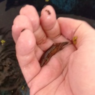 Betta Mahachai Mahachaiensis