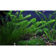 Egeria Densa Aqua Plant (PRICE PER STEM) *SUBMERGED*