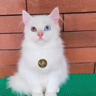 kucing Persia maincone odd eye