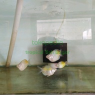 IKAN RAINBOW BOSEMANI BALON