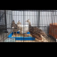 Anakan burung merak india biru putih blorok