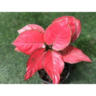 Aglaonema Ruby (P110-S/P130-M)