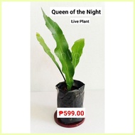 ◫ Queen of the Night (Live Plant)