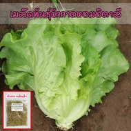 เมล็ดพันธุ์ ผักกาดหอมอิตาลี Italian Lettuce ใบเขียว  บรรจุ 100-1100 เมล็ด (ซื้อ 10 แถม 1 คละได้)