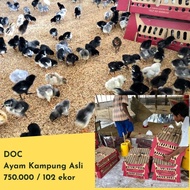 DOC AYAM KAMPUNG ASLI (AKA)