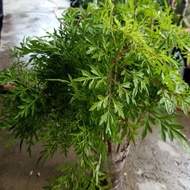 Ulam Raja / Wild Cosmos (Cosmos caudatus) - Pokok Hidup / Live Plant