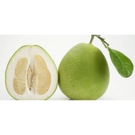 READY STOCK Live Plant Pokok Limau Bali(白柚子）
