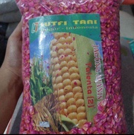 [ MURAH ] 1 kg | bibit jagung manis super | bibit jagung manis super 1 kg | bibit jagung manis super