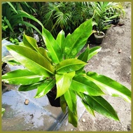 ➤ ◷ ⇦ PHILODENDRON ORLANDO PLANT FOR SALE