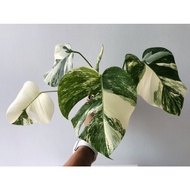 Monstera Albo Borsigiana Japan Cultivar