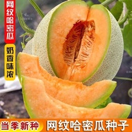 Cantaloupe Seeds Southern Sweet Xinjiang Cantaloupe Seeds Four Seasons Vegetables Melon Fruits Sweet