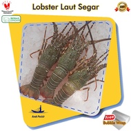 Lobster Laut Segar @1Kg 6-7 Ekor - Lobster Fresh