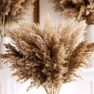 5/10/15/20pcs 17.7 Inch/45cm Tall Beige Pampas Grass Stems, Ideal For Adding Boho Vibe To Your Space