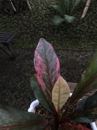 Anthurium Hookeri neon pink variegata