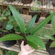 Best Tanaman hias philodendron lynette - Philo linet - Philodendron