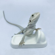 [Reptile Special Attack Team] 24 Hours Reptile Toilet|Gecko Bedpan|Gecko Landscaping|Reptile Landsca