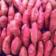 sweet potato ubi keledek UBI KUNING PURPLE/OREN/UBI KELADI/UBI KAYU sedap masak rebus/bubur/kueh man