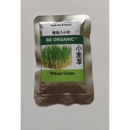 Wheat Grass 小麦草