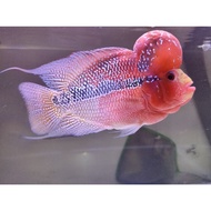 Lohan Kamfa Fish 15cm