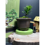 [YBB] - 粗陶盆景小盆 Mini Bonsai Pots