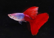 GUPPY JAPAN SILVERADO RED TAIL THAILAND BREEDING PAIR