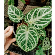 ◈Anthurium Silver Blush X | The Plant Project✥