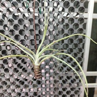 In-stock现货 Tillandsia/airplant/空气凤梨/空气草 t.baileyi with holder