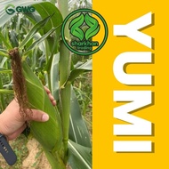 NEW STOCK  Paket 500g Biji Benih JAGUNG MANIS G927 YUMI GWG Leckat F1 Hybrid Sweet Corn Seeds G 927