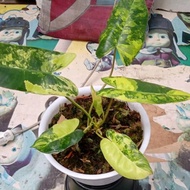 tanaman hias philodendron burle marx variegata