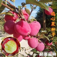[New Species This Year] Year Chicken Heart Begonia Fruit Northeast Chicken Heart Fruit Seed Splendid