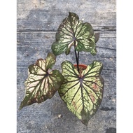 Keladi Thai Hybrid Rare / Caladium Thai Hybrid