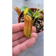 nepenthes trichocarpa