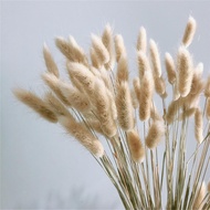 Bunny Tail Grass 10HELAI - Bunga Kering Lagurus Natural -