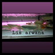 IKAN ARWANA JARDINI ARWAN IRIAN JARDINI RED PEARL BEST SELLER