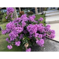 Bougainvillea purple cutlings