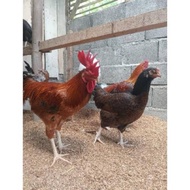 TELUR FERTIL AYAM KUB 2JANAKA/NARAYANA INDUKAN TERSELEKSI UNTUK DI TETASKAN