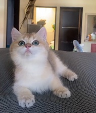 Kucing BSH British Shorthair Non Ped PURE Golden NY12 Betina Kitten short hair