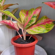 Aglaonema red panama