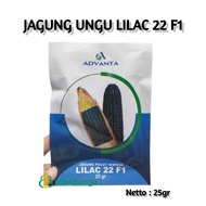 Benih Bibit Jagung Pulut Hibrida Ketan Ungu Lilac 22 F1 25gr Advanta